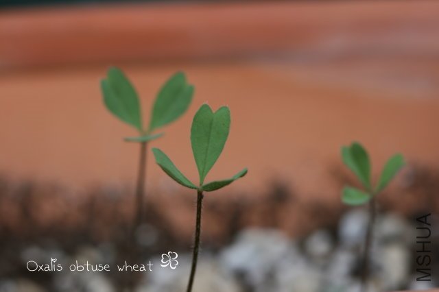 obtuse wheat 2009 11 14.jpg