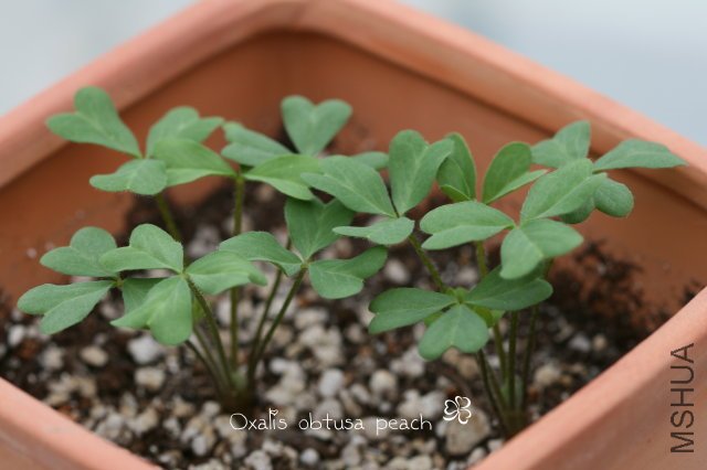 obtusa peach 2009 11 14.jpg