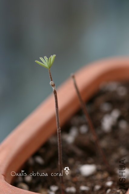 obtusa coral 2009 11 14.jpg