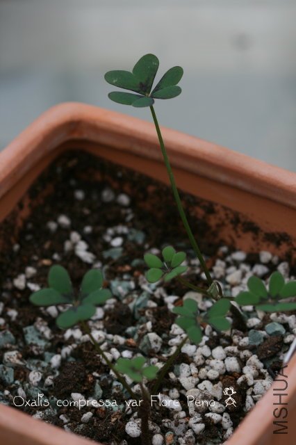 compressa var Flore Peno 2009 11 14.jpg