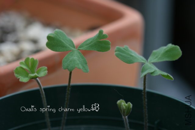 spring charm yellow 2009 11 14.jpg