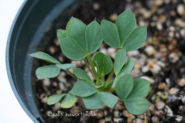 haworthioides 2009 11 14.jpg