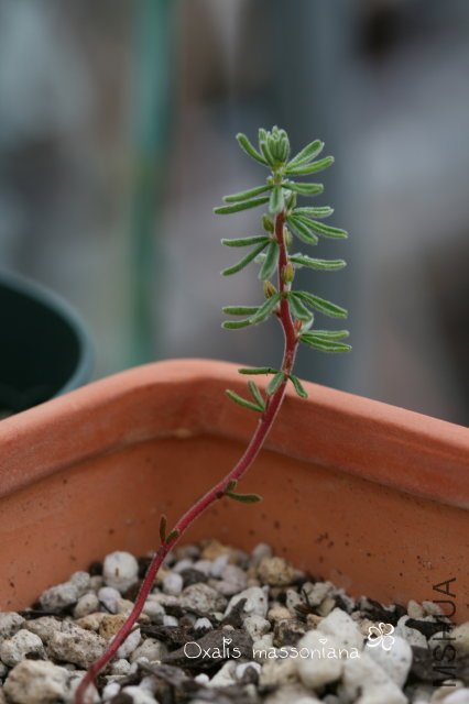 massoniana 2009 11 14.jpg