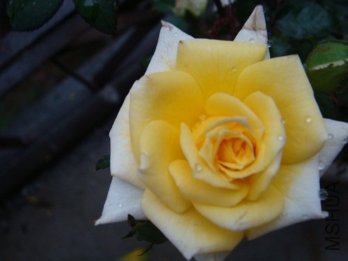 DSC01244_conew1.jpg