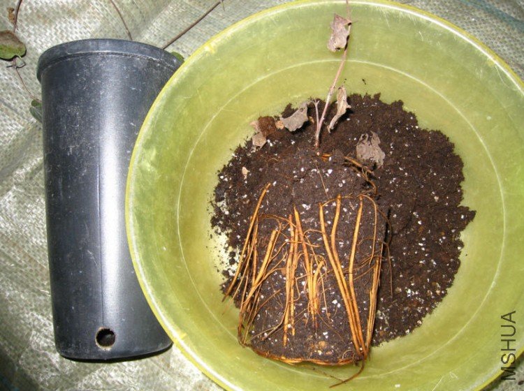 2009-11-15 ��������ϵ-��߸�һ����.jpg