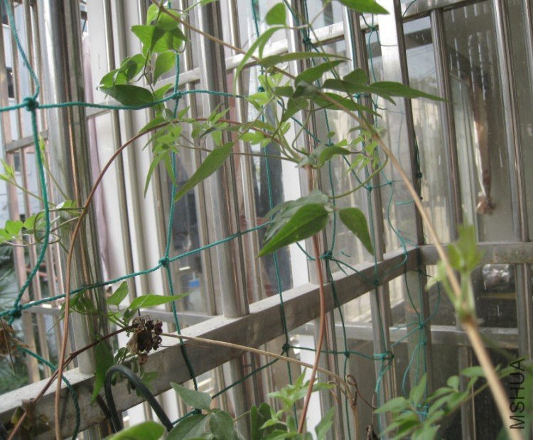 2009-11-14 ���Ϸ�����ѿ.jpg