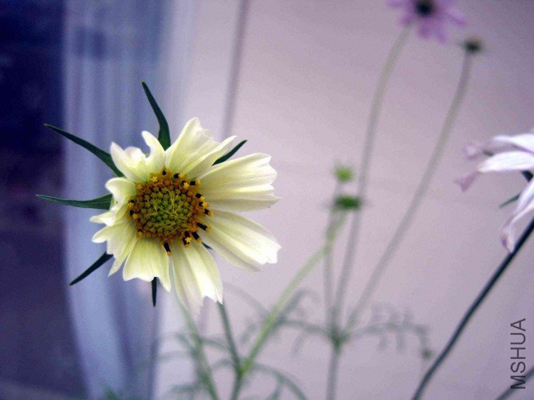 ��ɫ�Ĳ�˹�գ��ڴ��Ѿ���