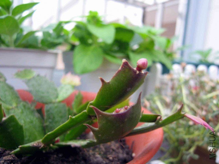 зצ���л�����