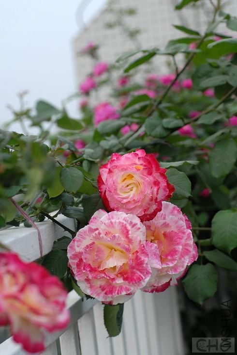 20080410_be5812a6b188657e4861Sc3TXxlLzzbq.jpg