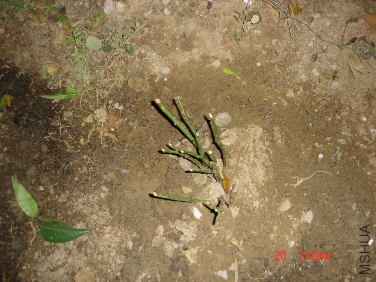 ��Ƭ2009,11.21 052.jpg