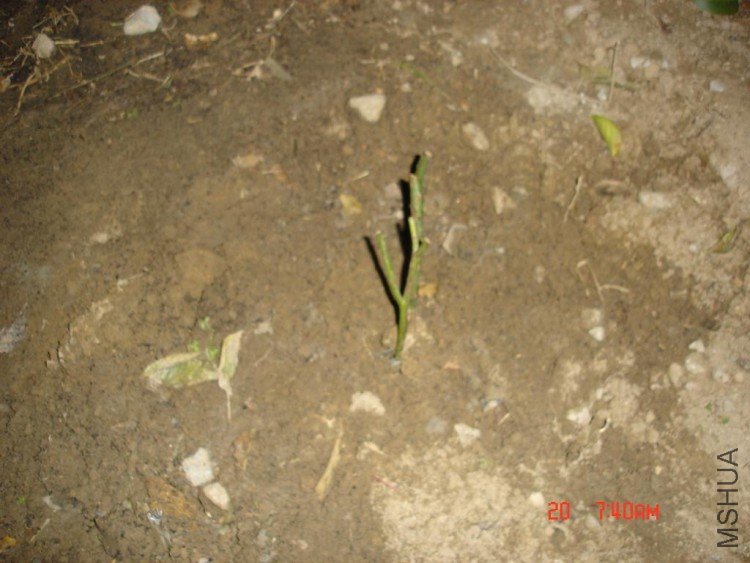 ��Ƭ2009,11.21 050.jpg