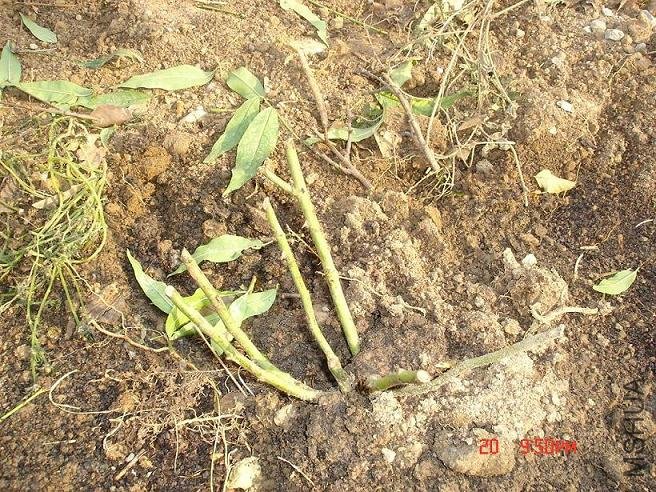 ��Ƭ2009,11.21 010.jpg