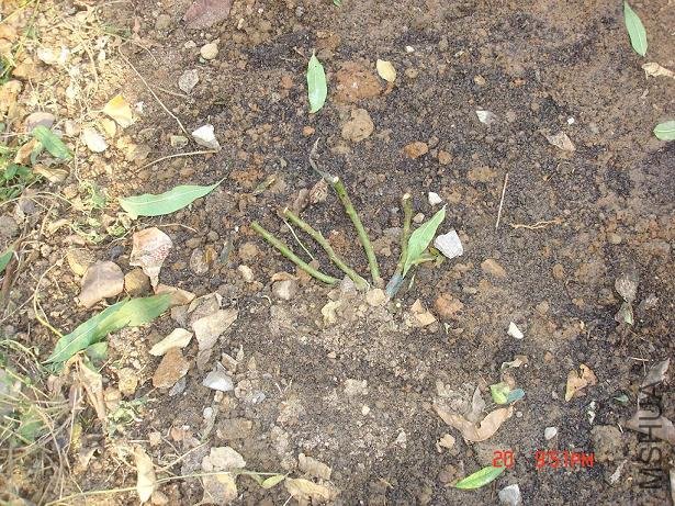 ��Ƭ2009,11.21 013.jpg