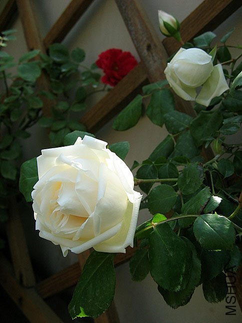 ��̹��� (7).JPG