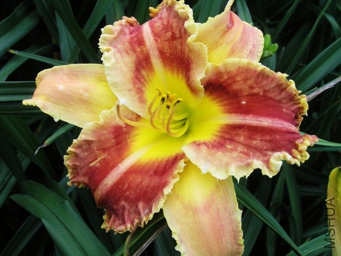 Hemerocallis 'startle'