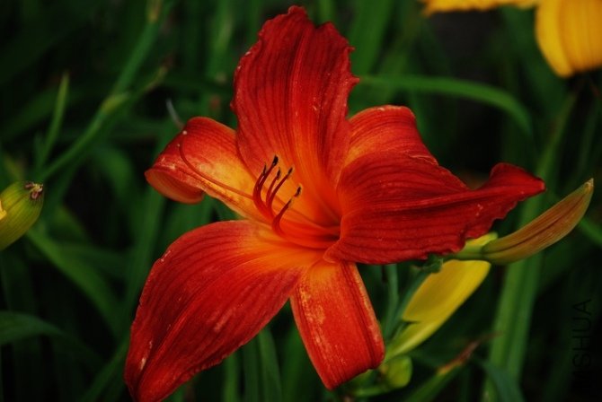 Hemerocallis