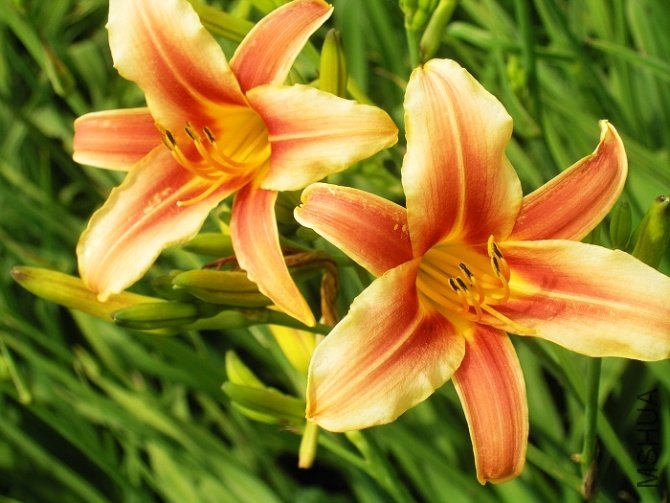 Hemerocallis'ribbonettel'