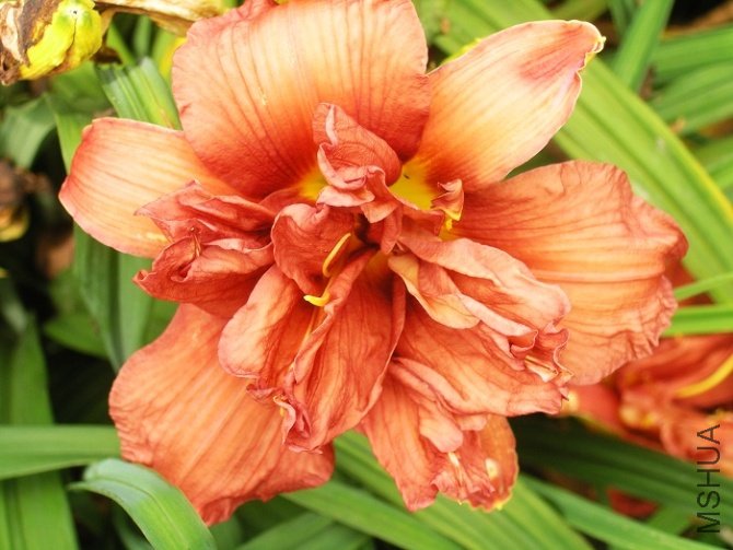 Hemerocallis(double firecracker)