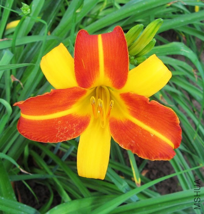 Hemerocallis 'frans hals'
