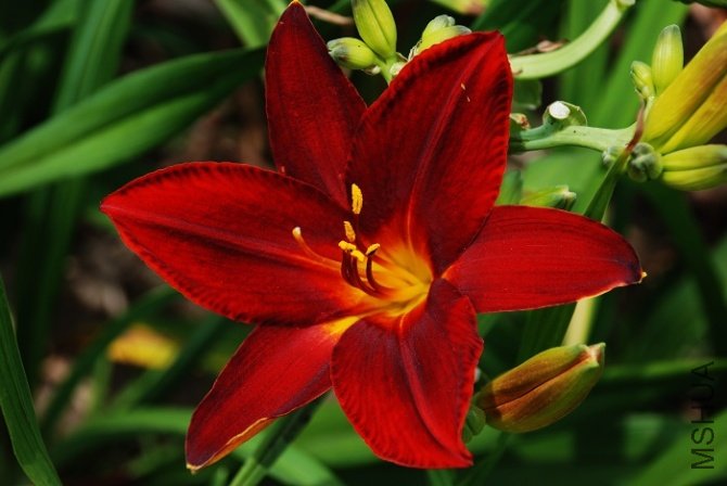 Hemerocallis 'Frankly Scarlet'
