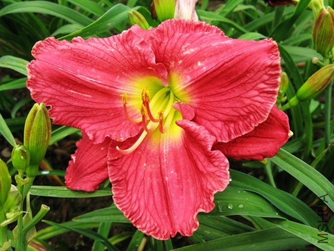 Hemerocallis 'Little Grapette'