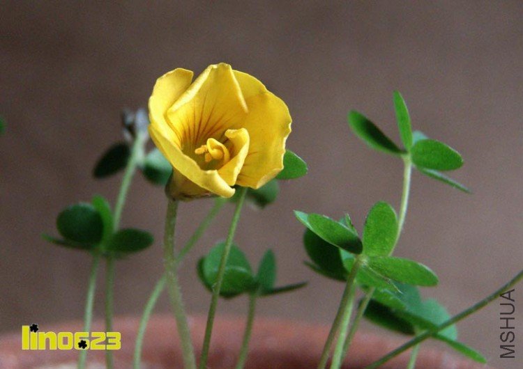 Oxalis lobata mini.JPG