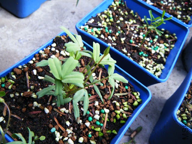 ������˫ɫ