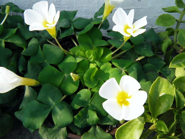 �������ӵİ�ܽ��