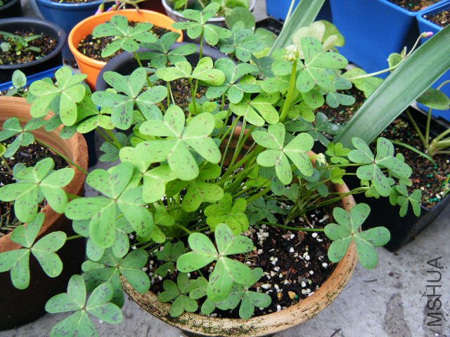 ïʢ�Ļ�����