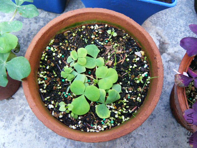 ��С�ķ�ܽ��