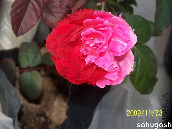 100_6271.jpg