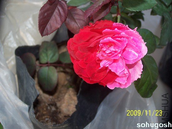 100_6272.jpg