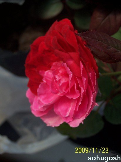 100_6269.jpg