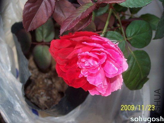 100_6273.jpg