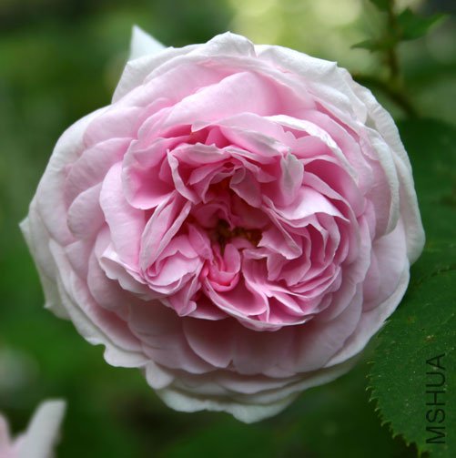 Madame Louis L��v��que.jpg