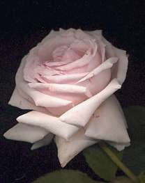 Rose-Madme Louis LeVeque.jpg