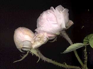 Rose-Madme Louis LeVeque2.jpg