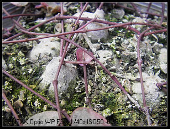 nEO_IMG_��Ƭ2 051_��Ӱ_4.jpg