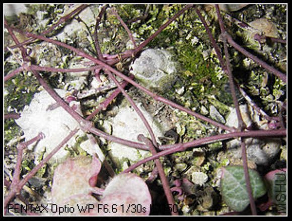 nEO_IMG_��Ƭ2 037_��Ӱ_2.jpg