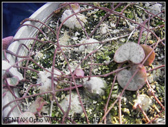 nEO_IMG_��Ƭ2 045_��Ӱ_1.jpg