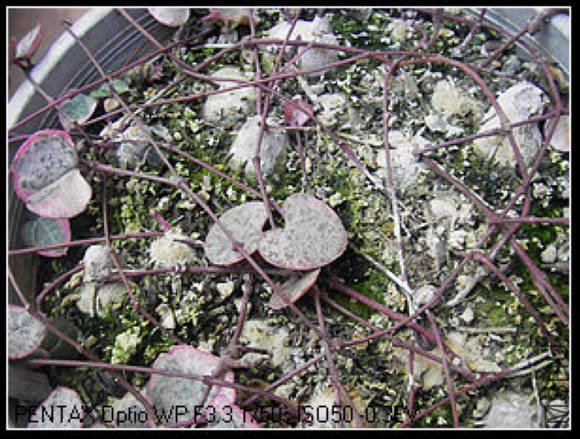 nEO_IMG_��Ƭ2 050_��Ӱ_3.jpg