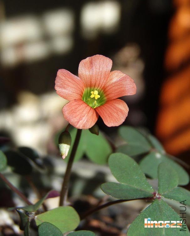 Oxalis stenorrhyncha.JPG