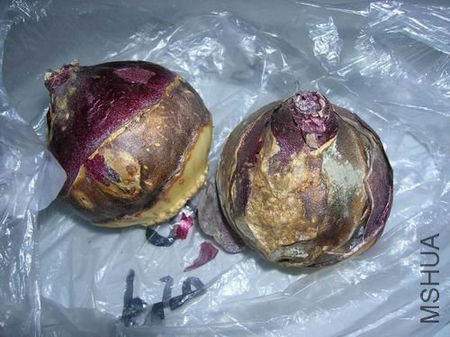 ������С ������С DSCN3033.JPG