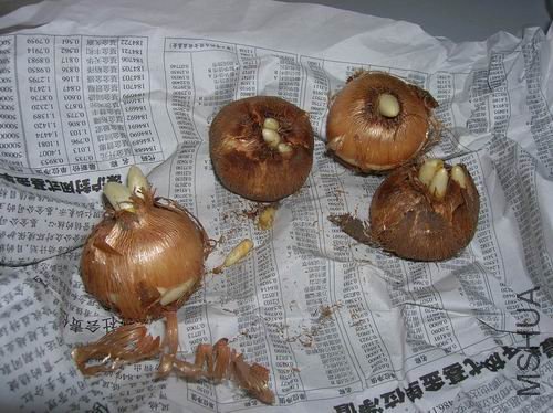 ������С ������С DSCN3032.JPG