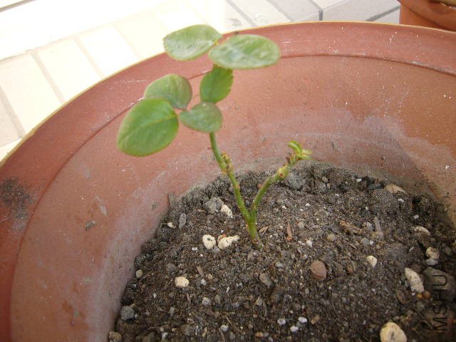 1������һֱ��ô��