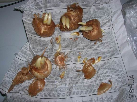 ������С ������С DSCN3030.JPG