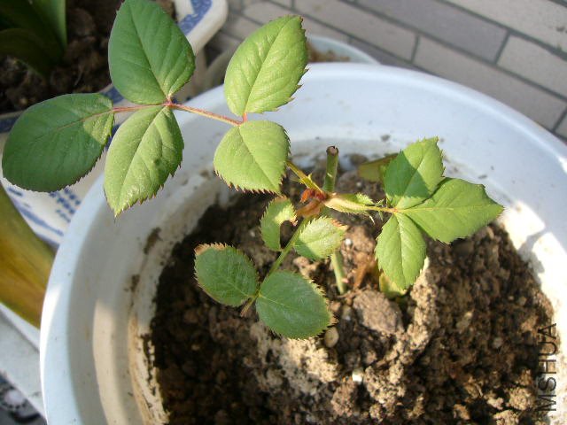 ����ǳ�����õģ��������һ�㶼û���ٳ�