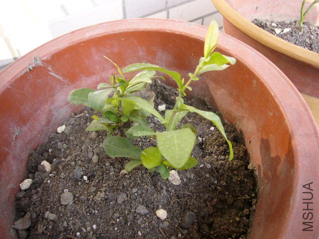 ��ѩ��������ô��