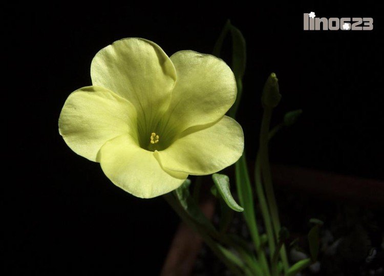 Oxalis fabaefolia.JPG