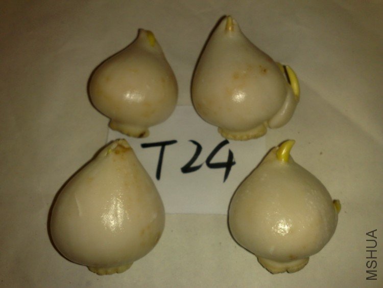 ��Բ�����������